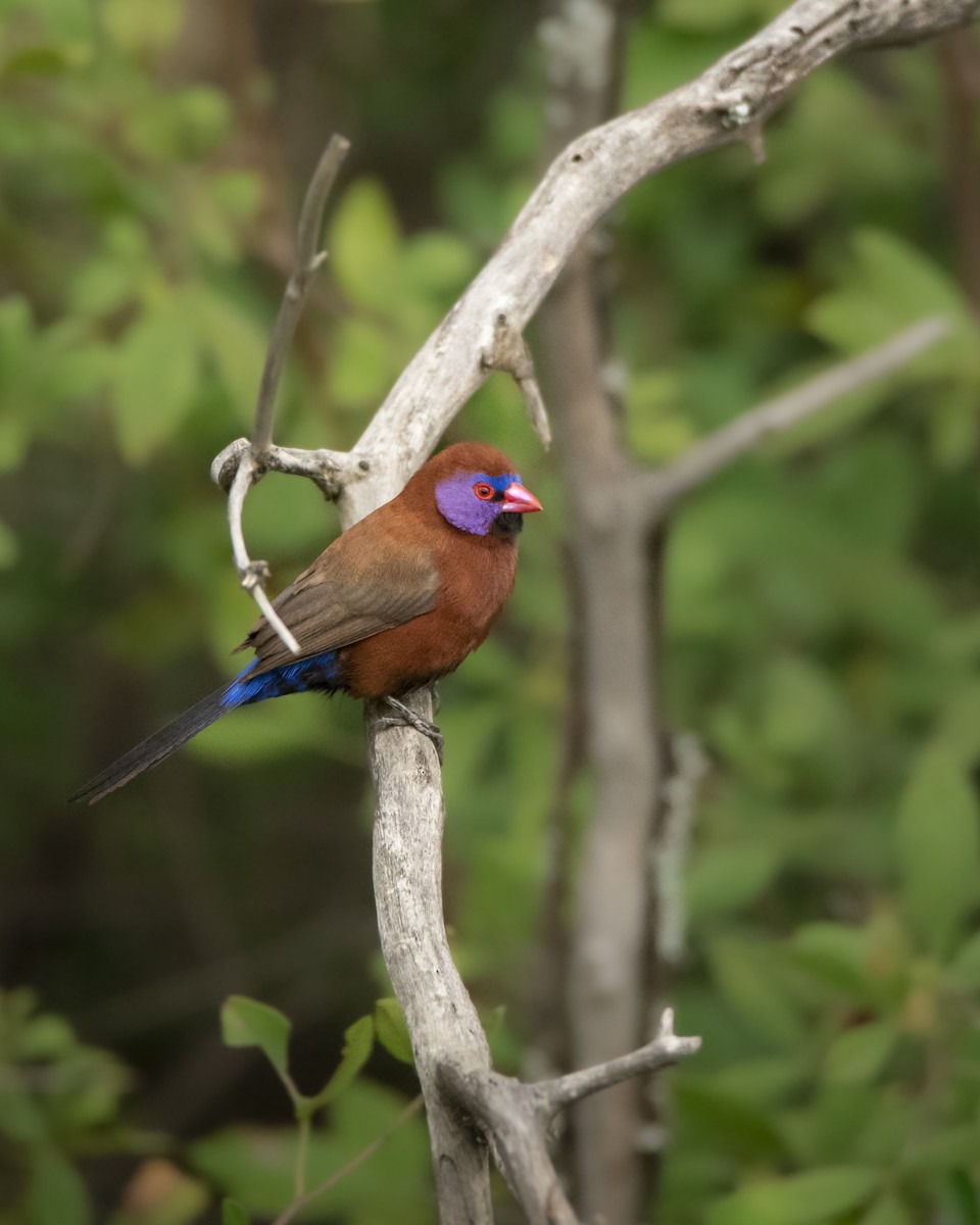 Violet-eared Waxbill - ML642823315