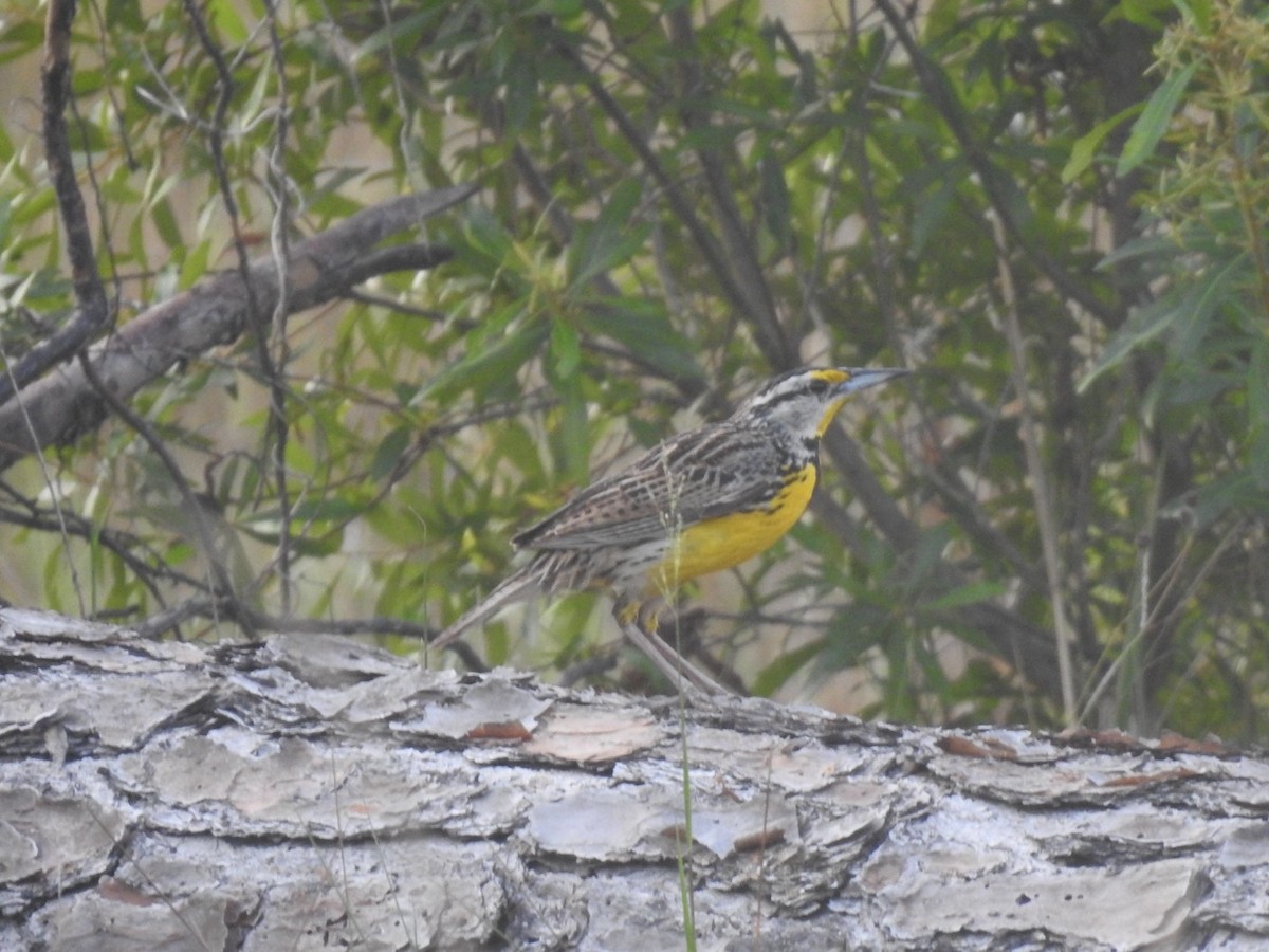 Eastern Meadowlark (Eastern) - ML642823316