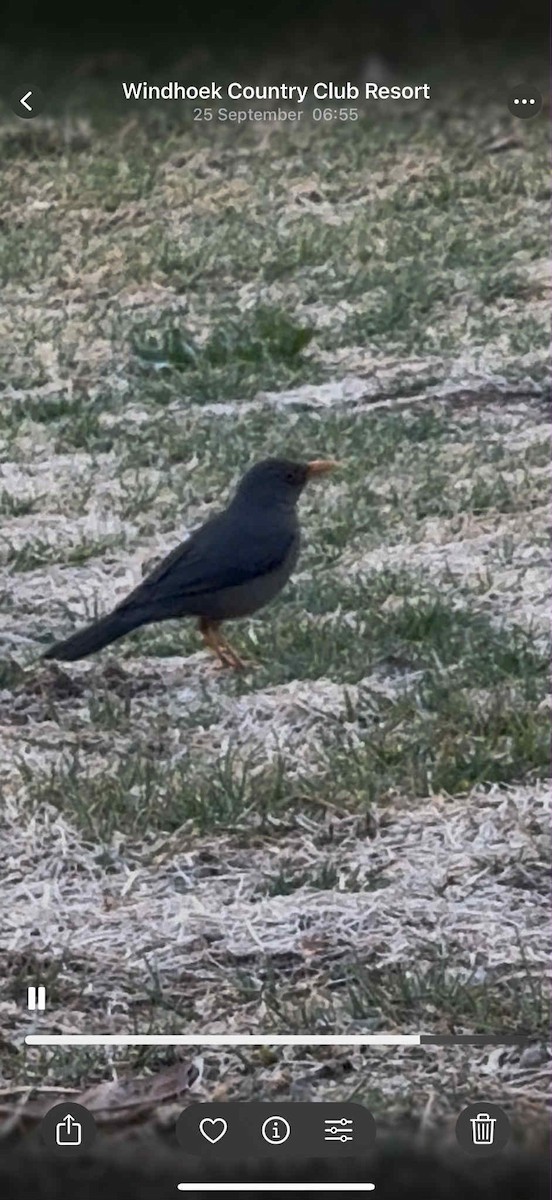 Karoo Thrush - ML642823328