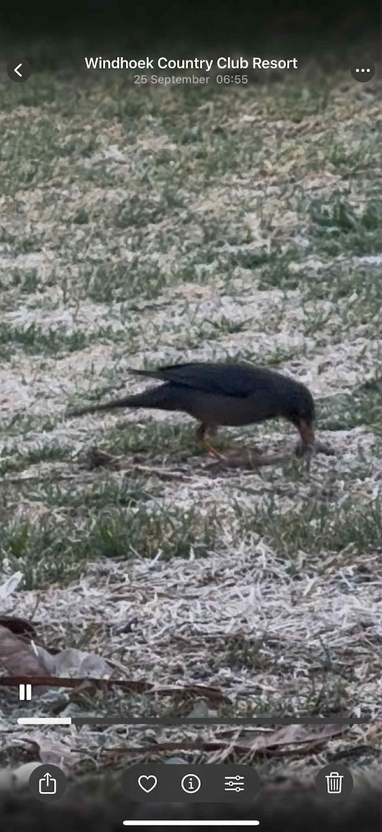 Karoo Thrush - ML642823329