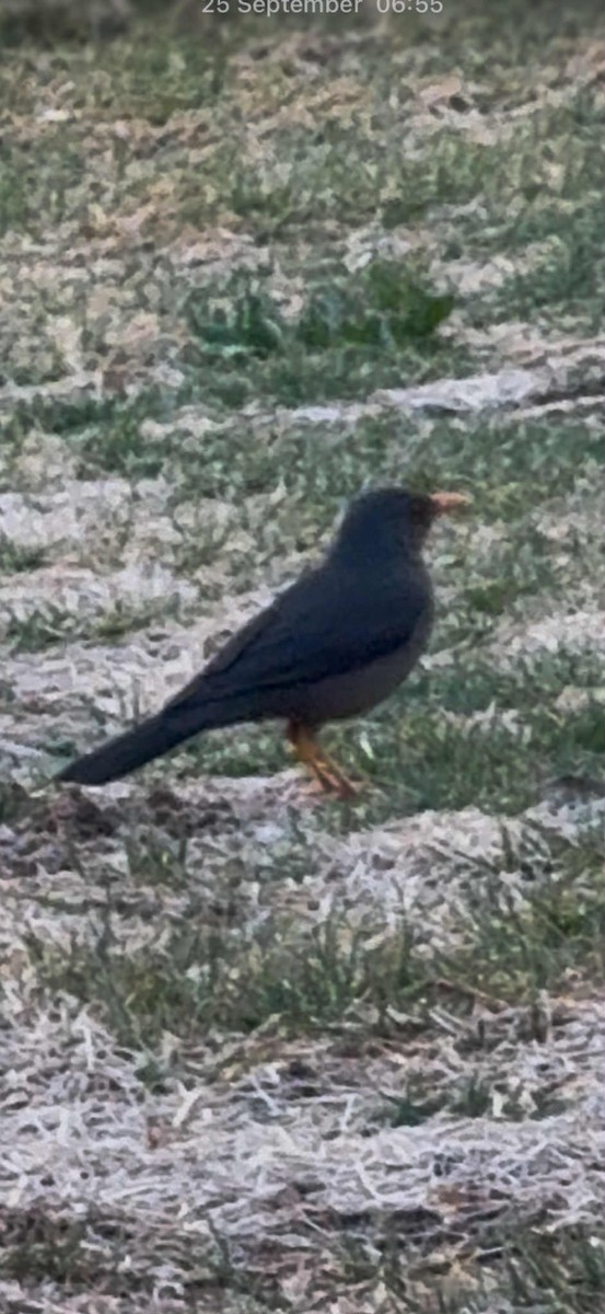 Karoo Thrush - ML642823331