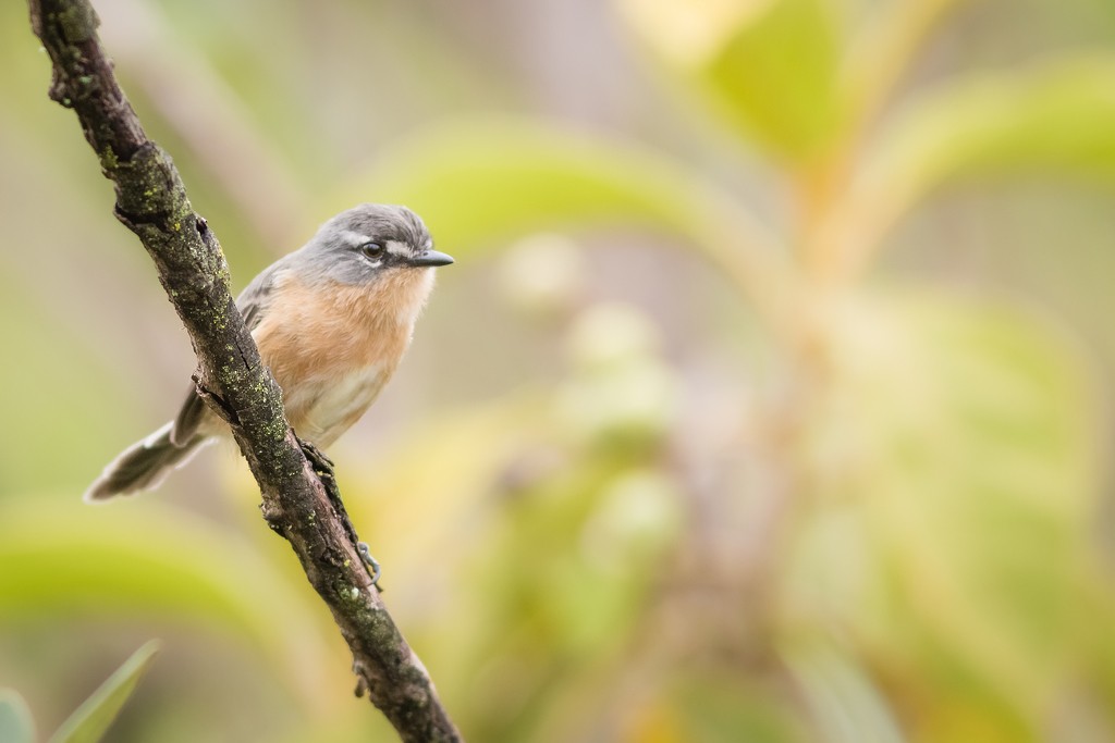 Gray-backed Tachuri - ML642823344