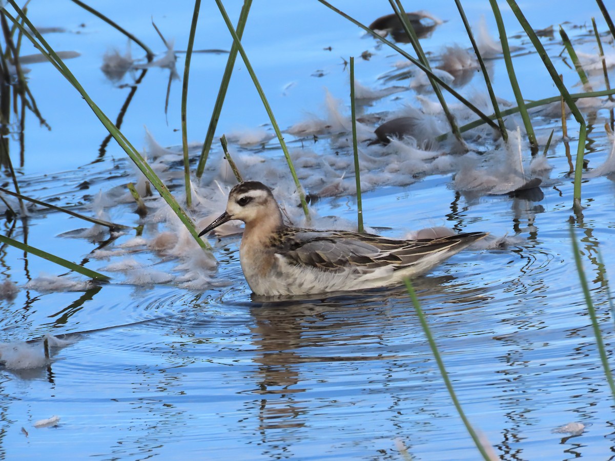 Red Phalarope - ML642823345