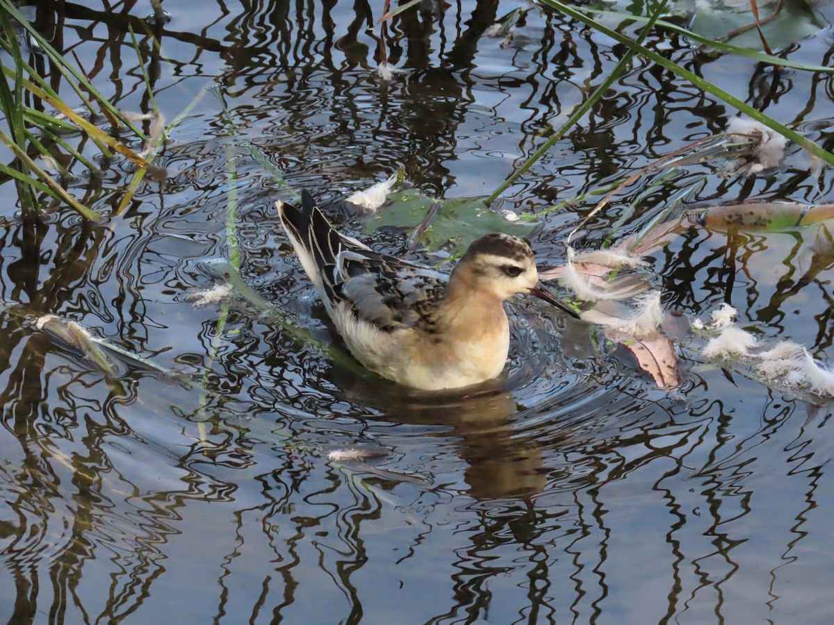 Red Phalarope - ML642823346