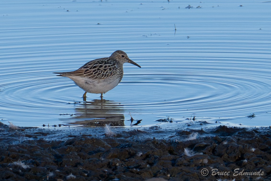 Pectoral Sandpiper - ML642823349