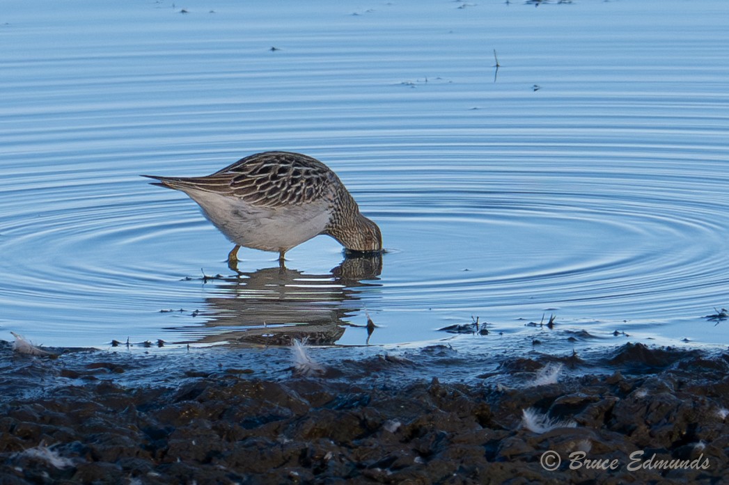 Pectoral Sandpiper - ML642823350