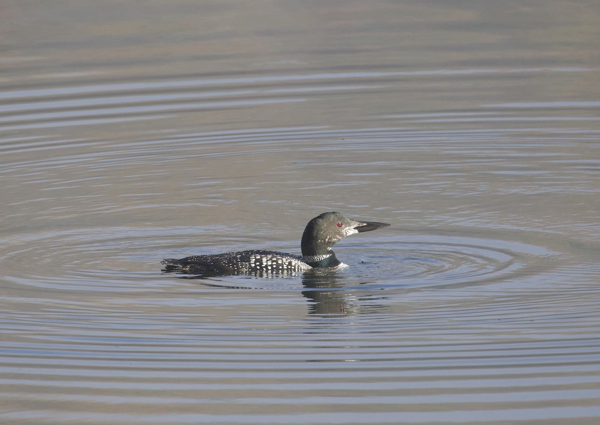 Common Loon - ML642823355