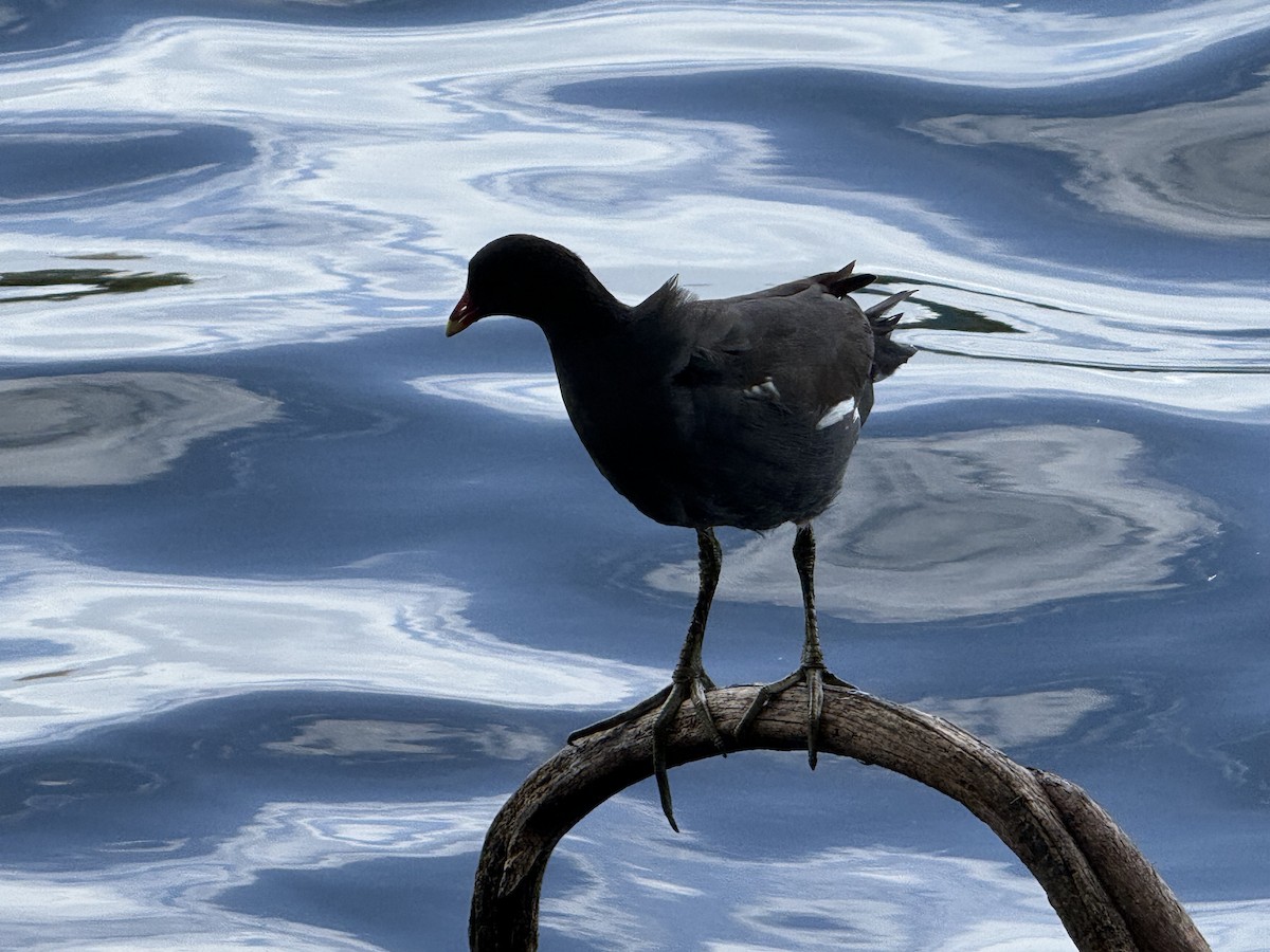 Common Gallinule - ML642823356