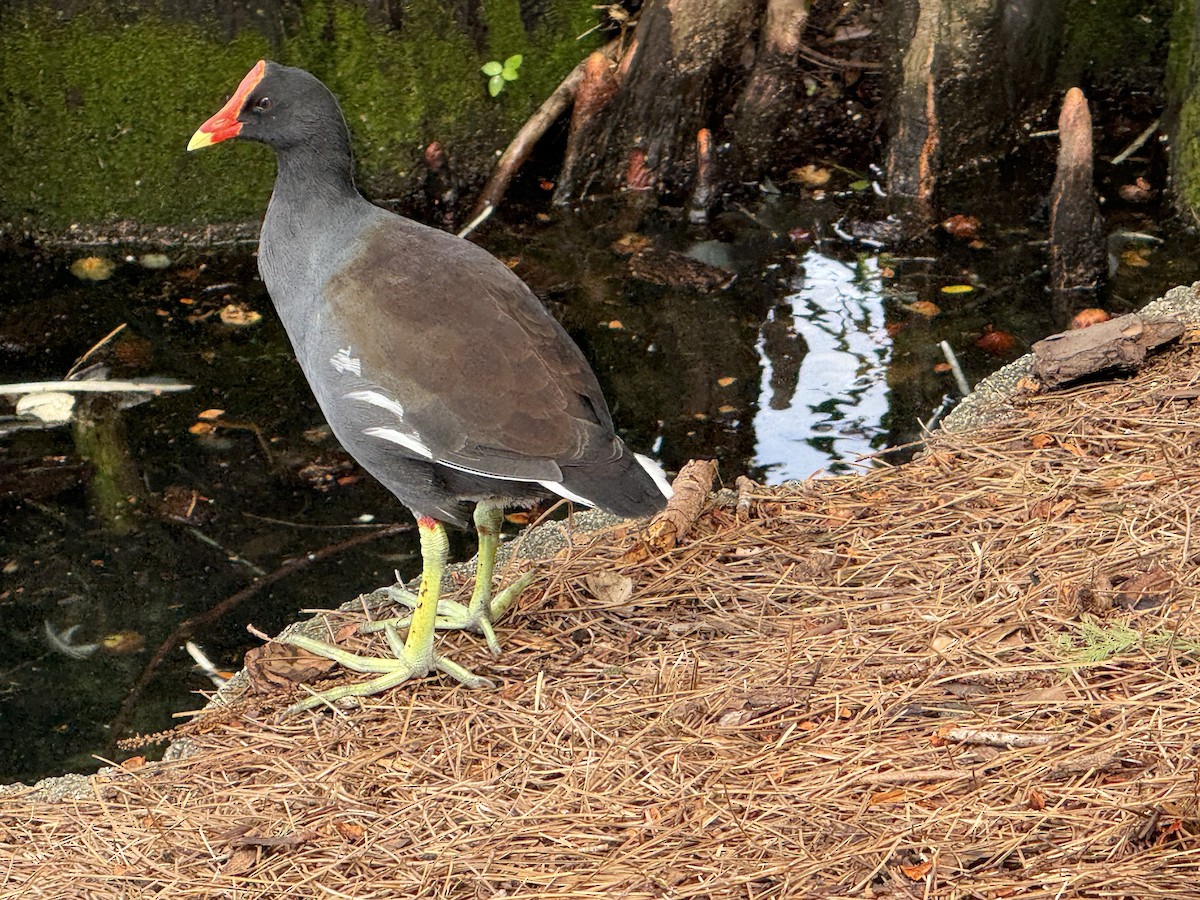 Common Gallinule - ML642823357
