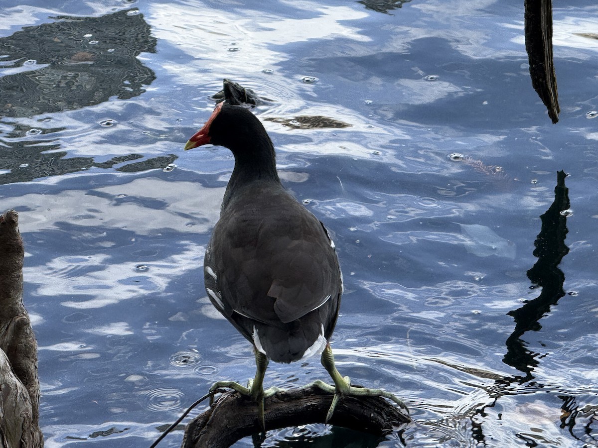 Common Gallinule - ML642823358