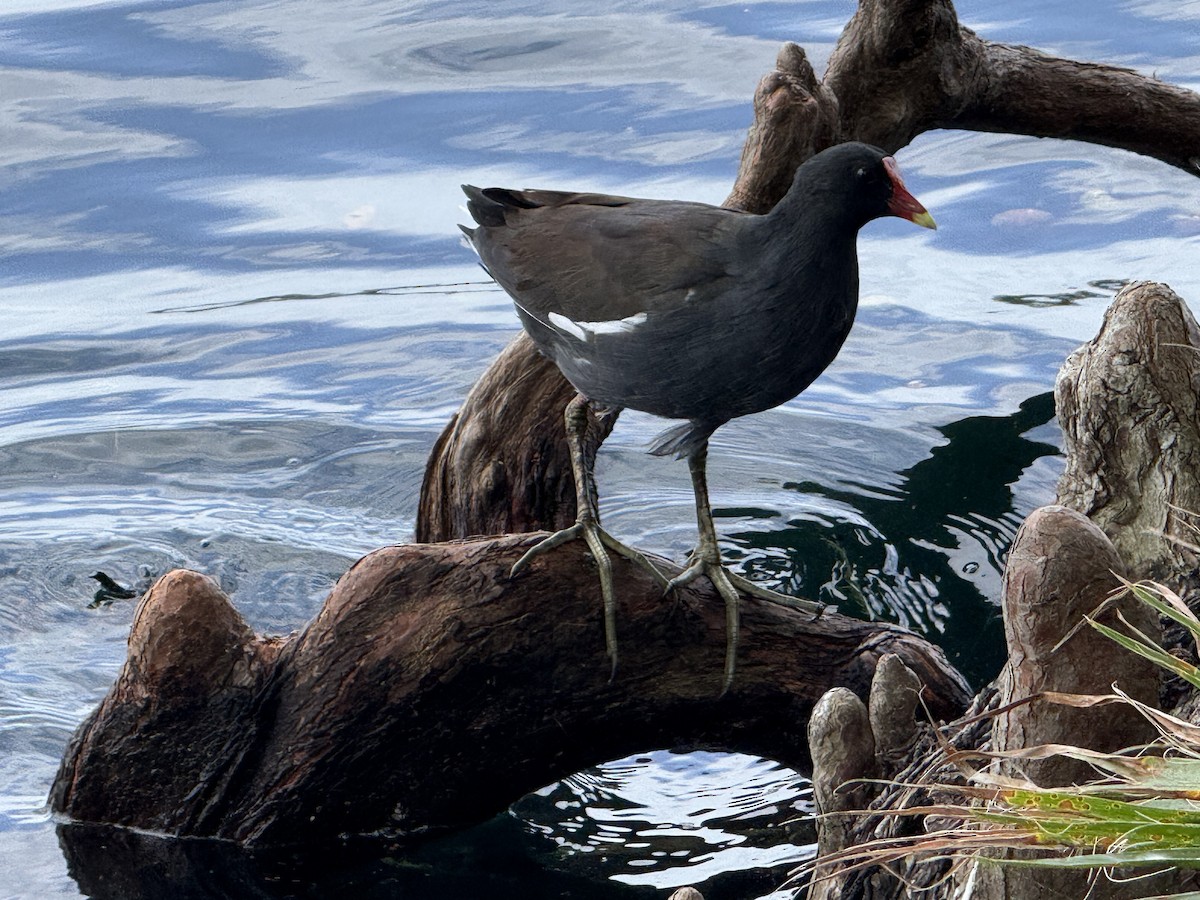 Common Gallinule - ML642823359