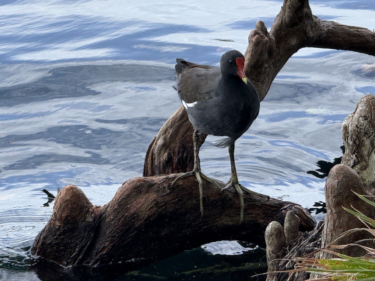 Common Gallinule - ML642823360