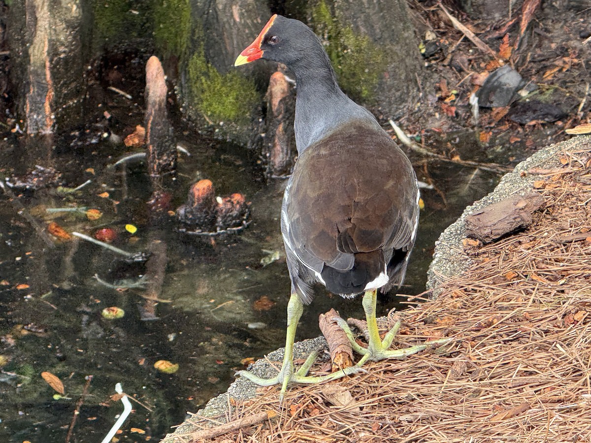 Common Gallinule - ML642823361