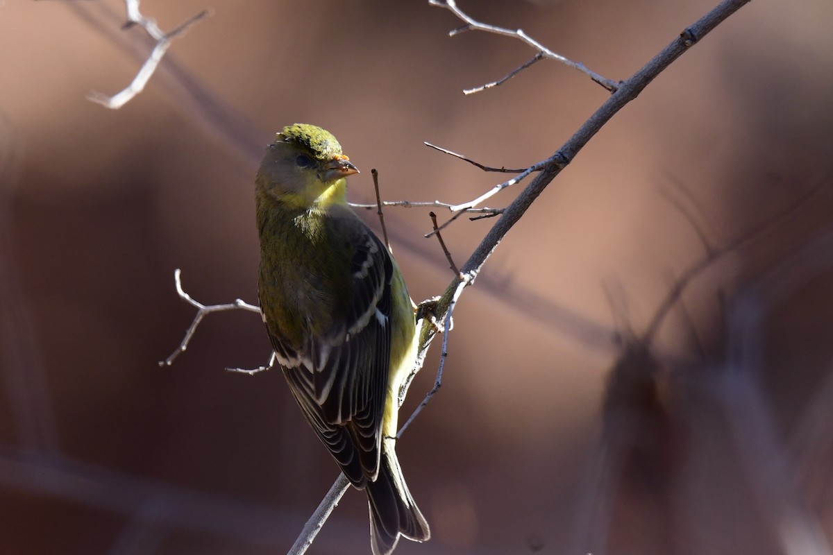 Lesser Goldfinch - ML642823374