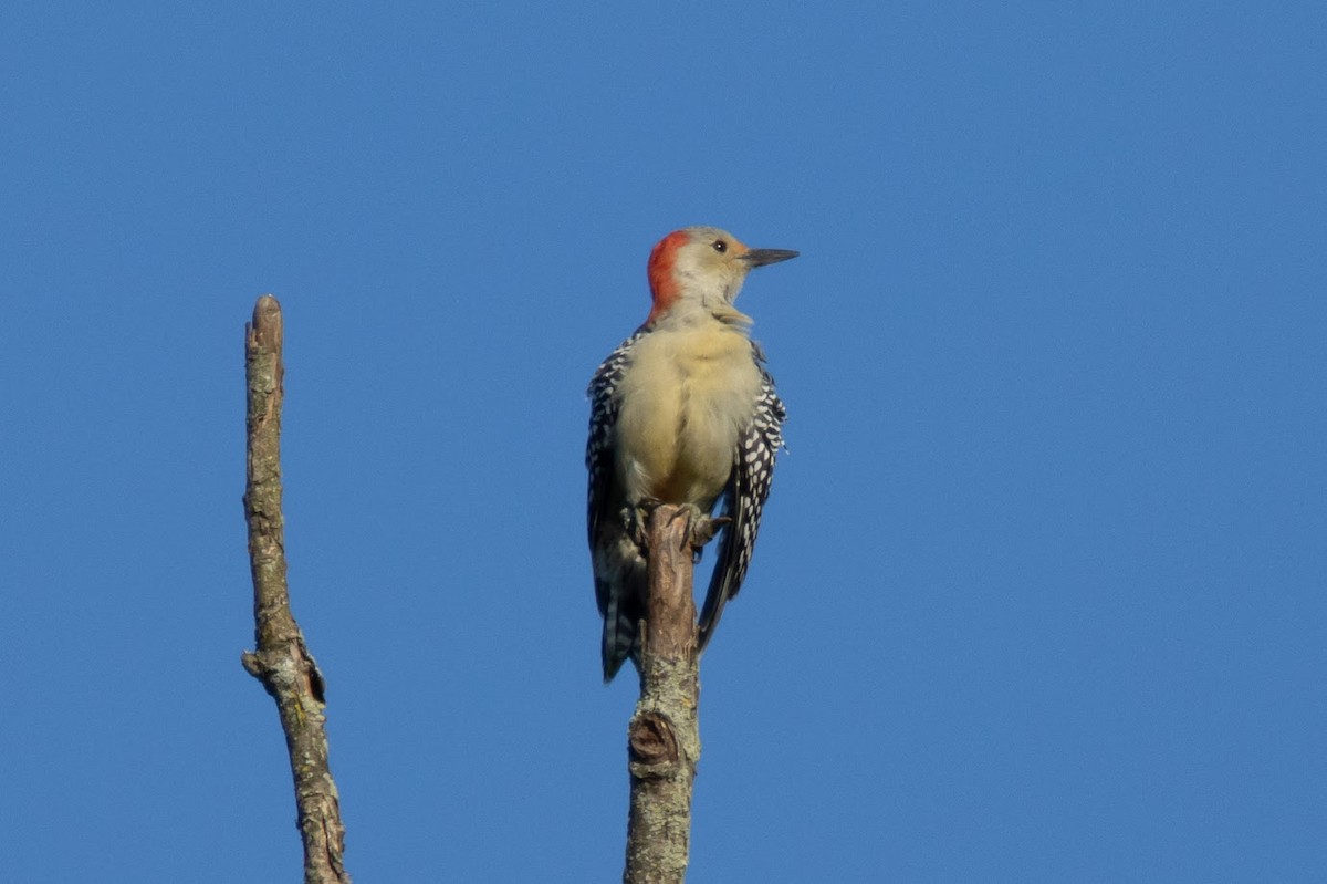 Red-bellied Woodpecker - ML642823378