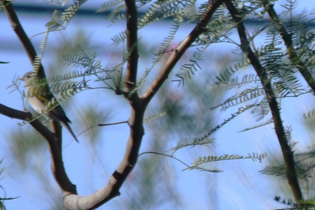 Lawrence's Goldfinch - ML642823381