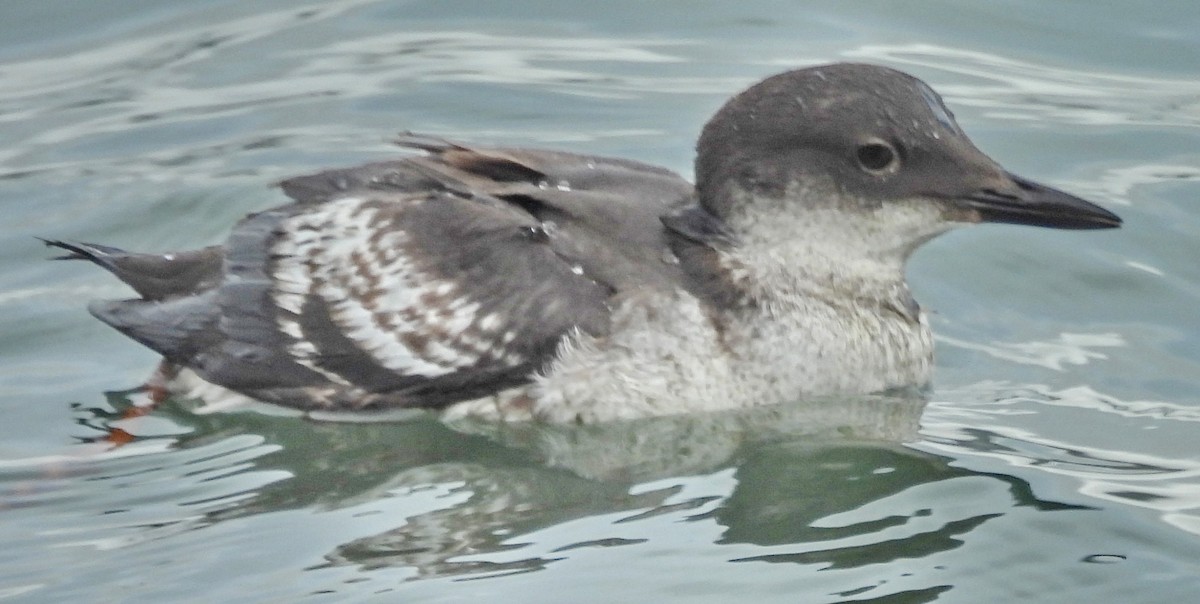 Pigeon Guillemot - ML642823382