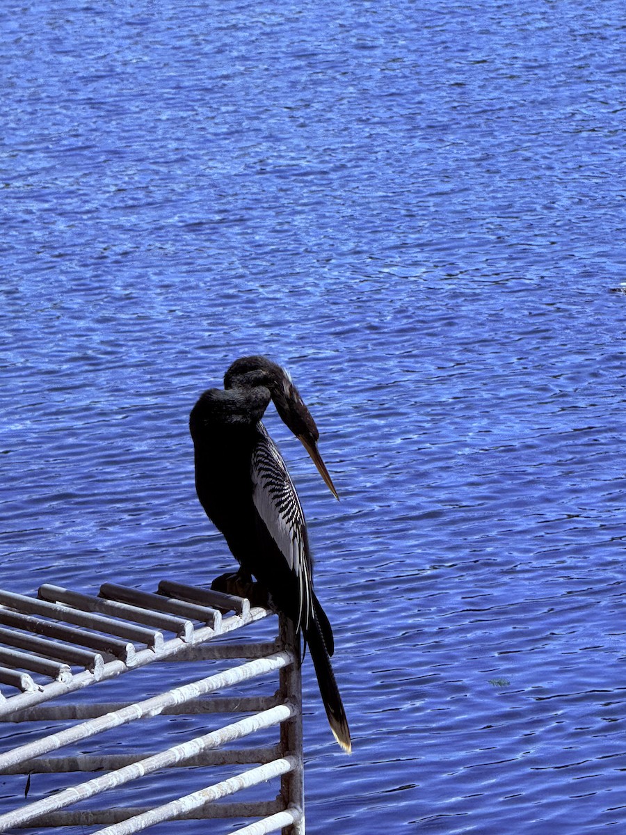 Anhinga - ML642823388