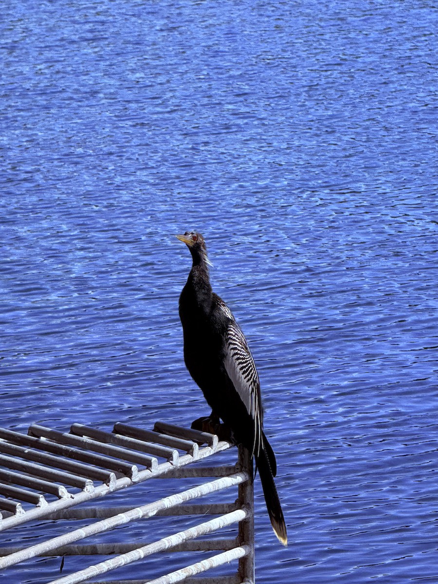 Anhinga - ML642823389