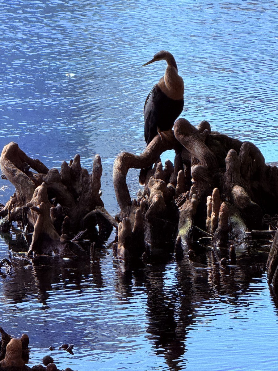 Anhinga - ML642823390