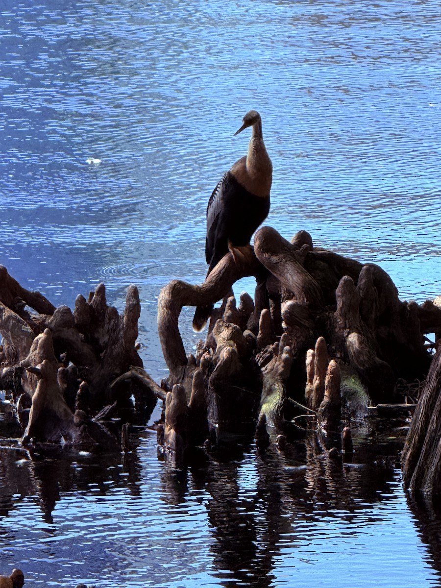 Anhinga - ML642823391