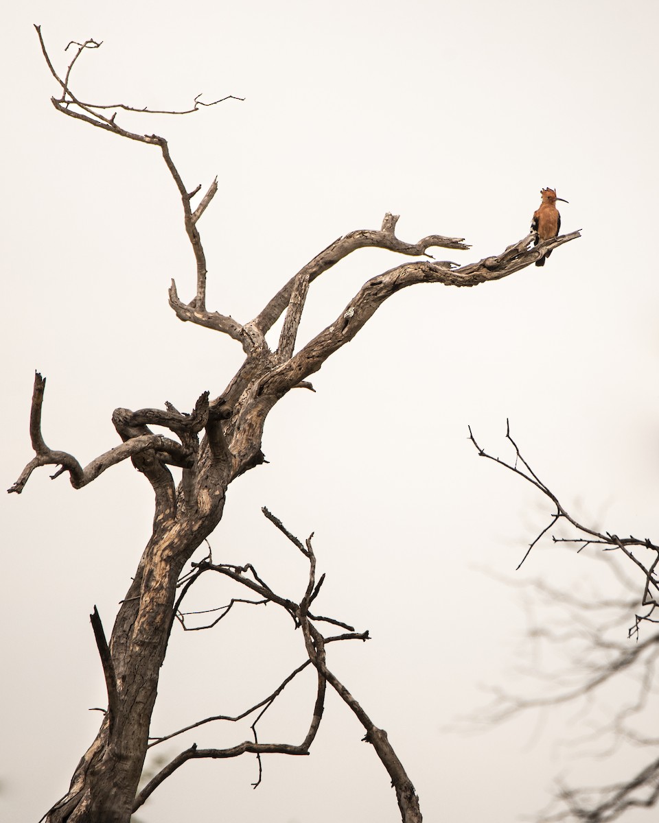 Eurasian Hoopoe - ML642823395