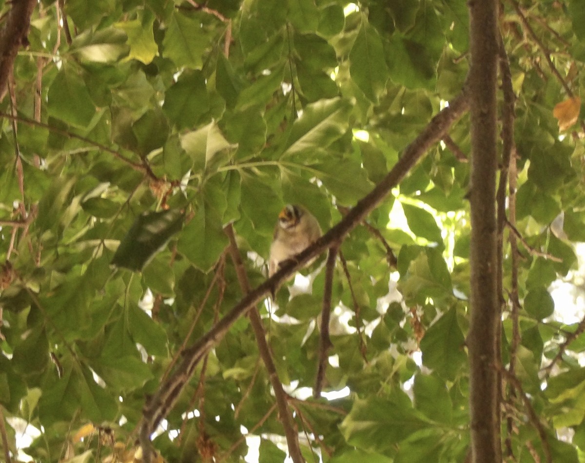 Common Firecrest - ML642823401