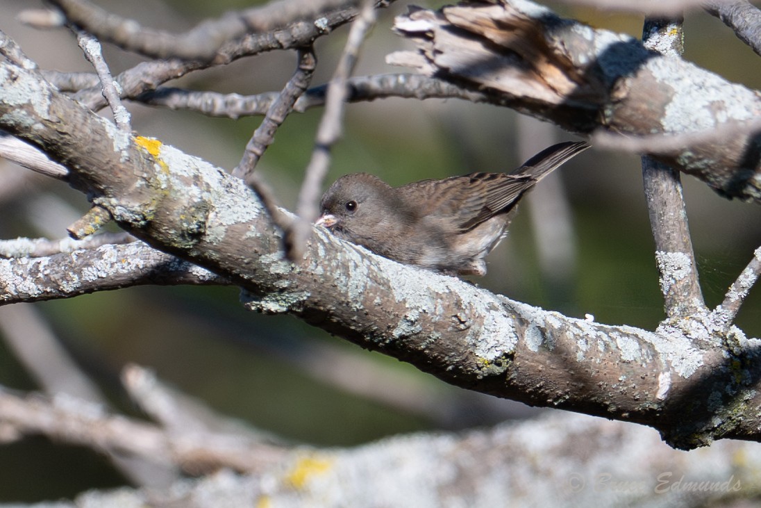 Dark-eyed Junco - ML642823402