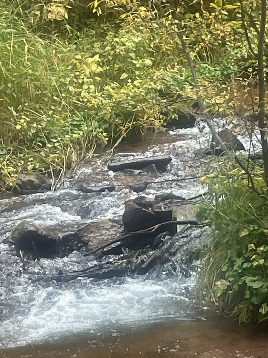 gråfossekall - ML642823407