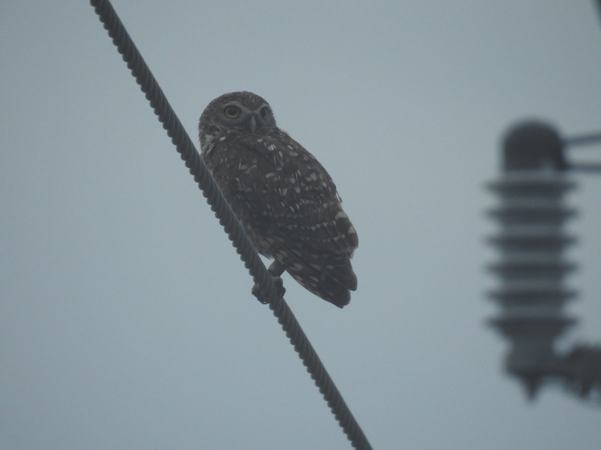 Chevêche des terriers (floridana) - ML642823428