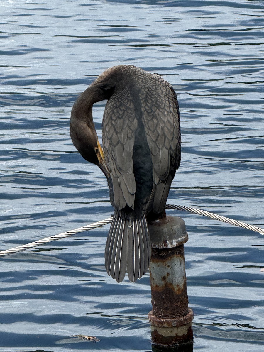 Double-crested Cormorant - ML642823435