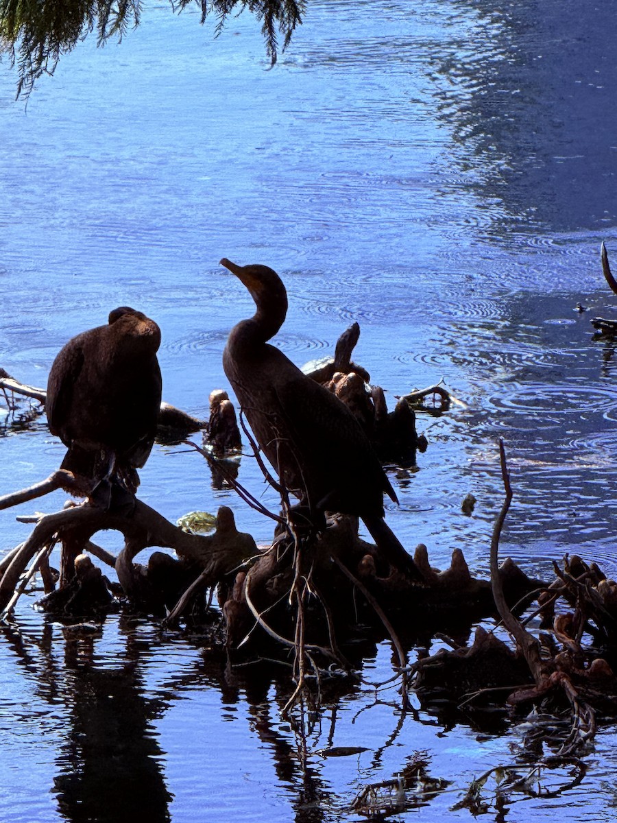 Double-crested Cormorant - ML642823436