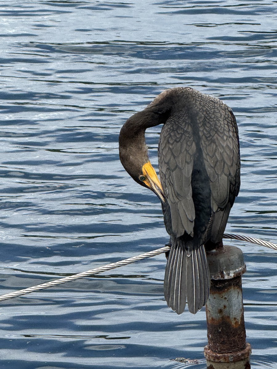 Double-crested Cormorant - ML642823437