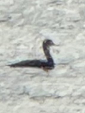 Western Grebe - ML642823451