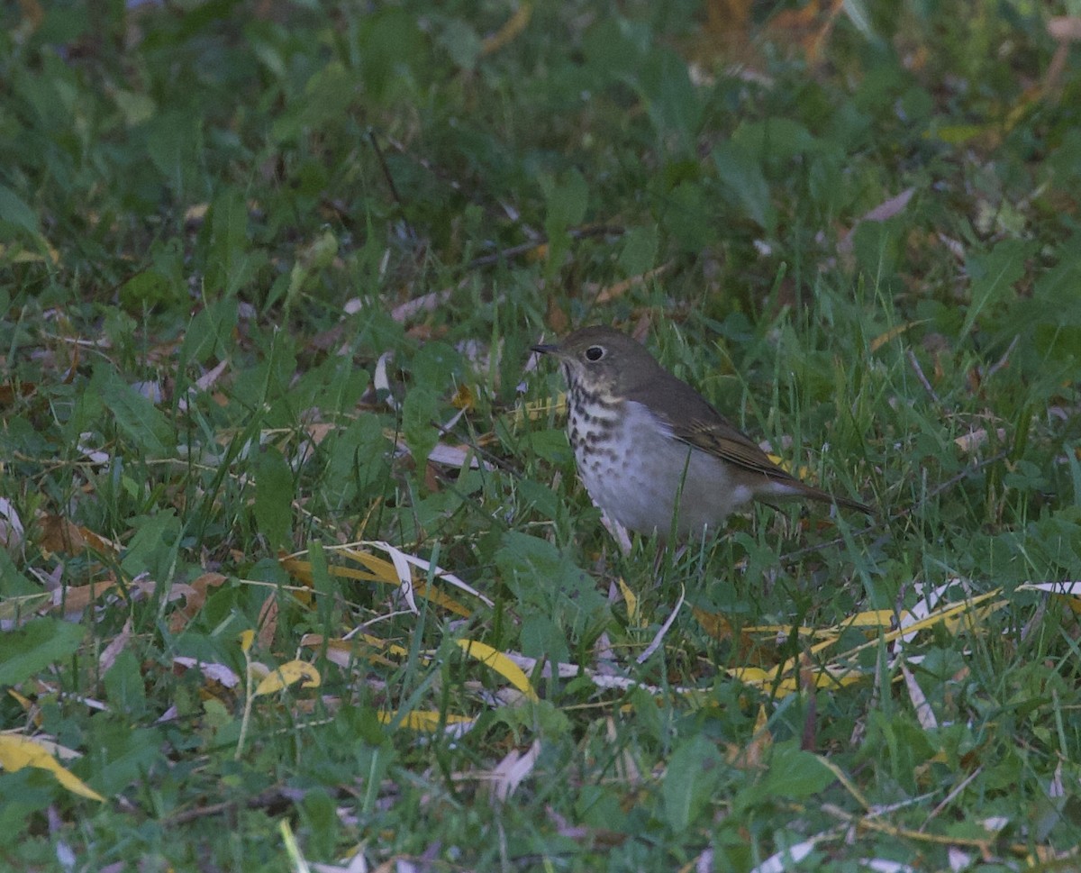 Hermit Thrush - ML642823452