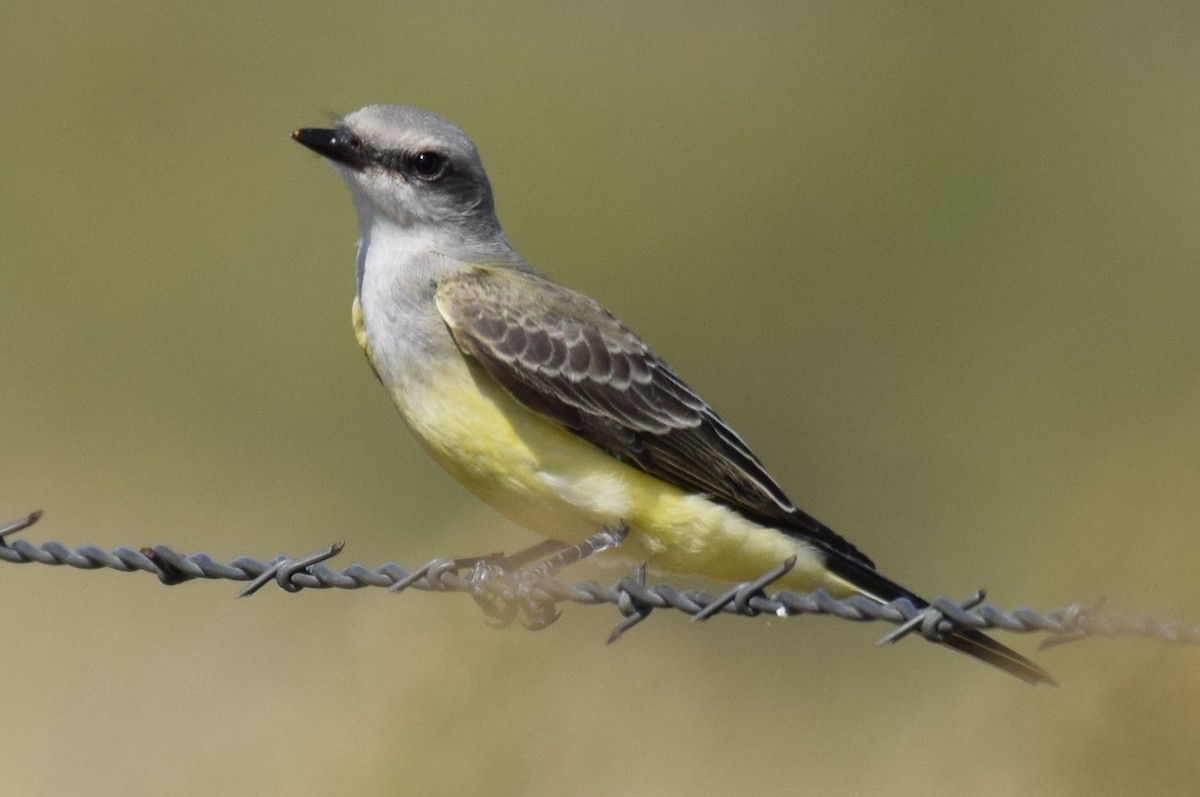 Western Kingbird - ML642823457
