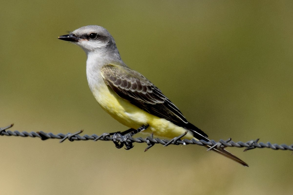 Western Kingbird - ML642823458