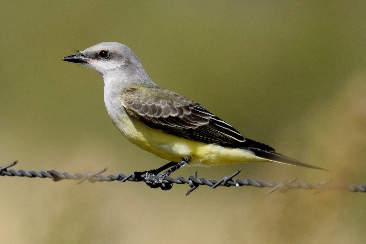 Western Kingbird - ML642823459