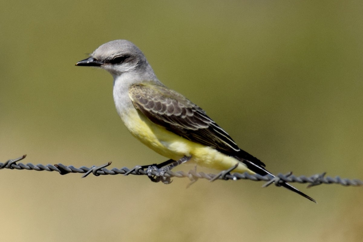 Western Kingbird - ML642823460