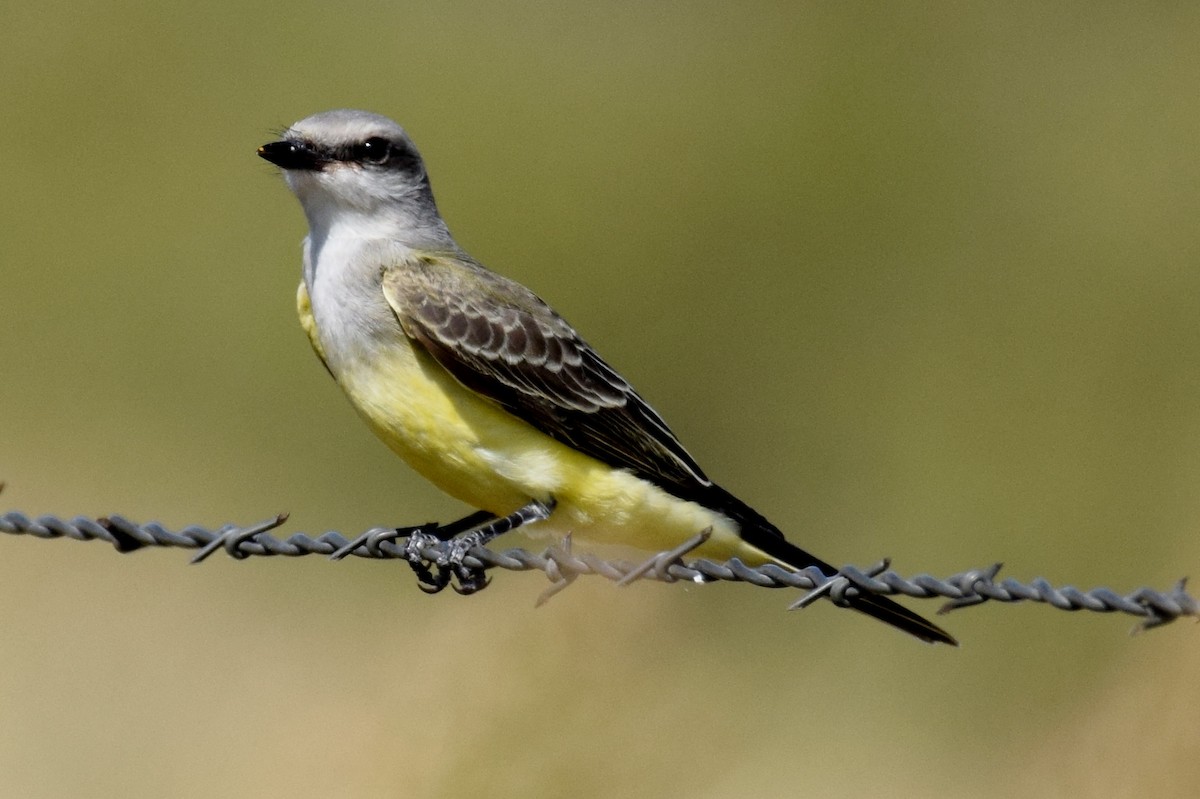 Western Kingbird - ML642823461