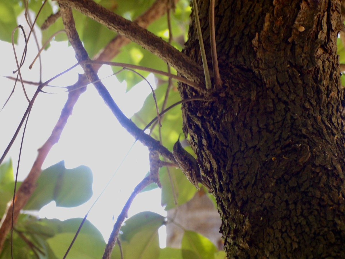 Short-toed Treecreeper - ML642823463