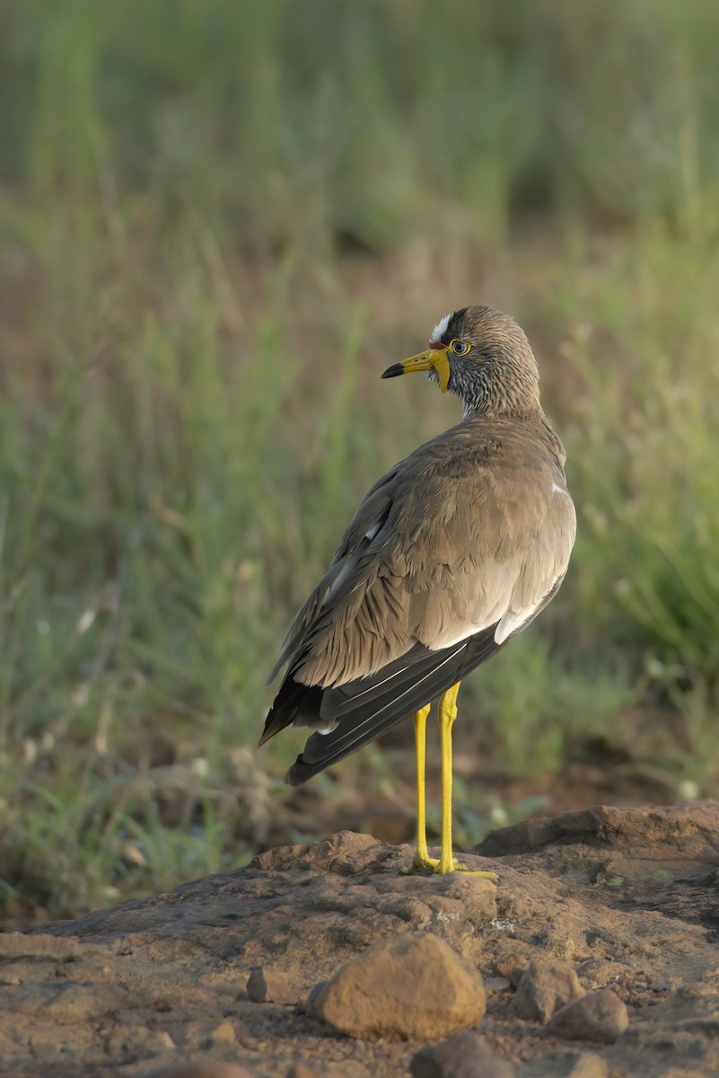 Wattled Lapwing - ML642823464
