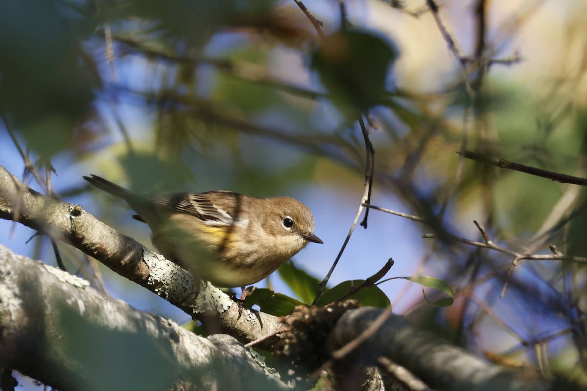 Yellow-rumped Warbler (Myrtle) - ML642823465