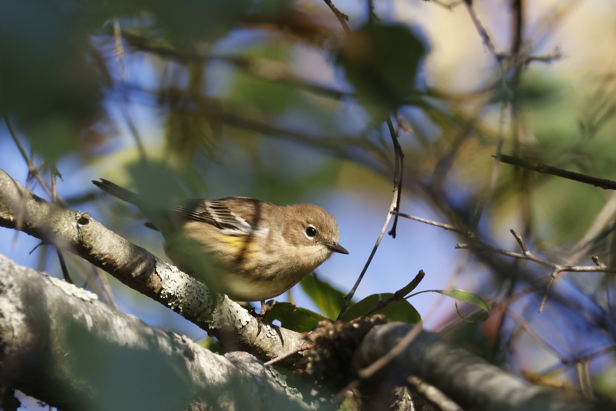 Yellow-rumped Warbler (Myrtle) - ML642823467