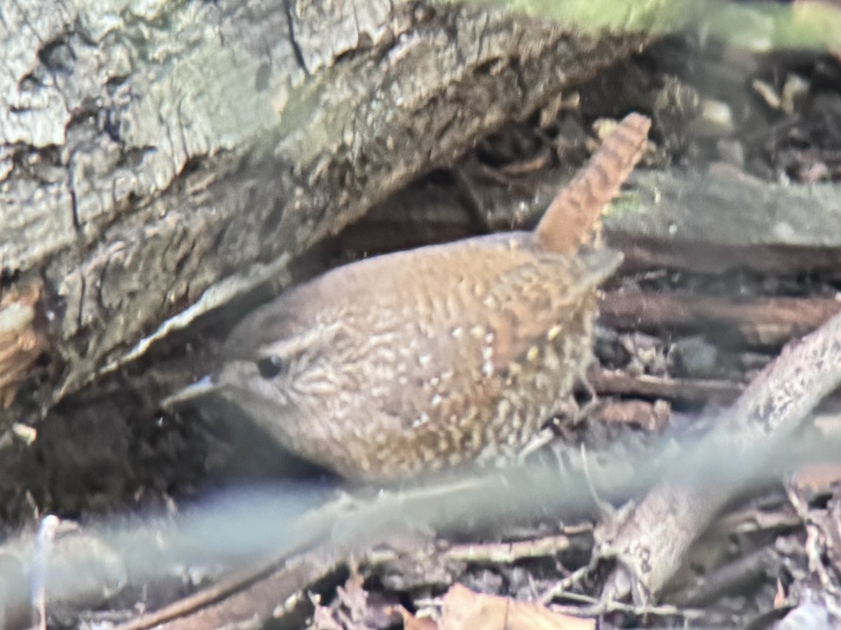 Winter Wren - ML642823469