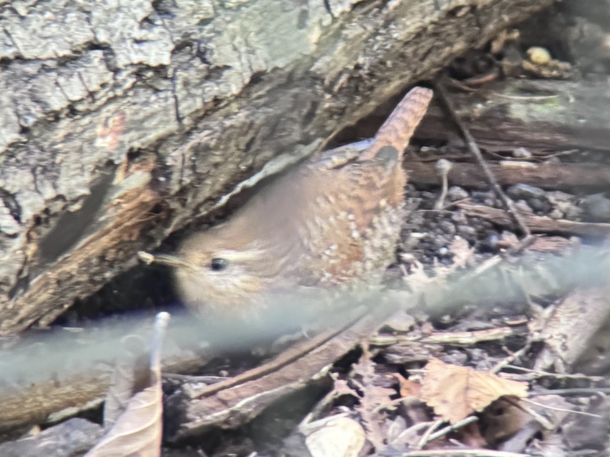 Winter Wren - ML642823470