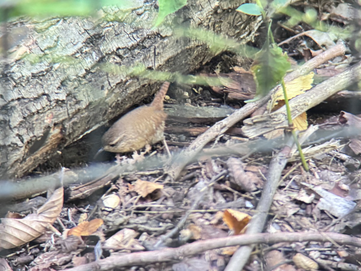 Winter Wren - ML642823471