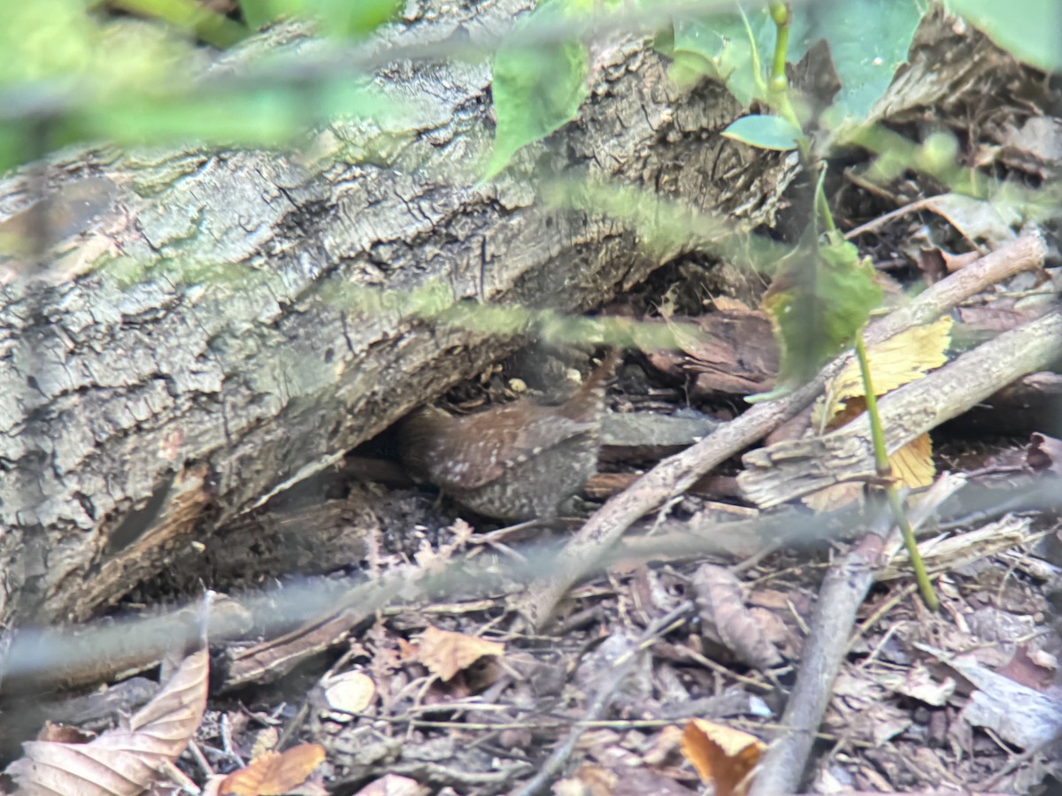 Winter Wren - ML642823473