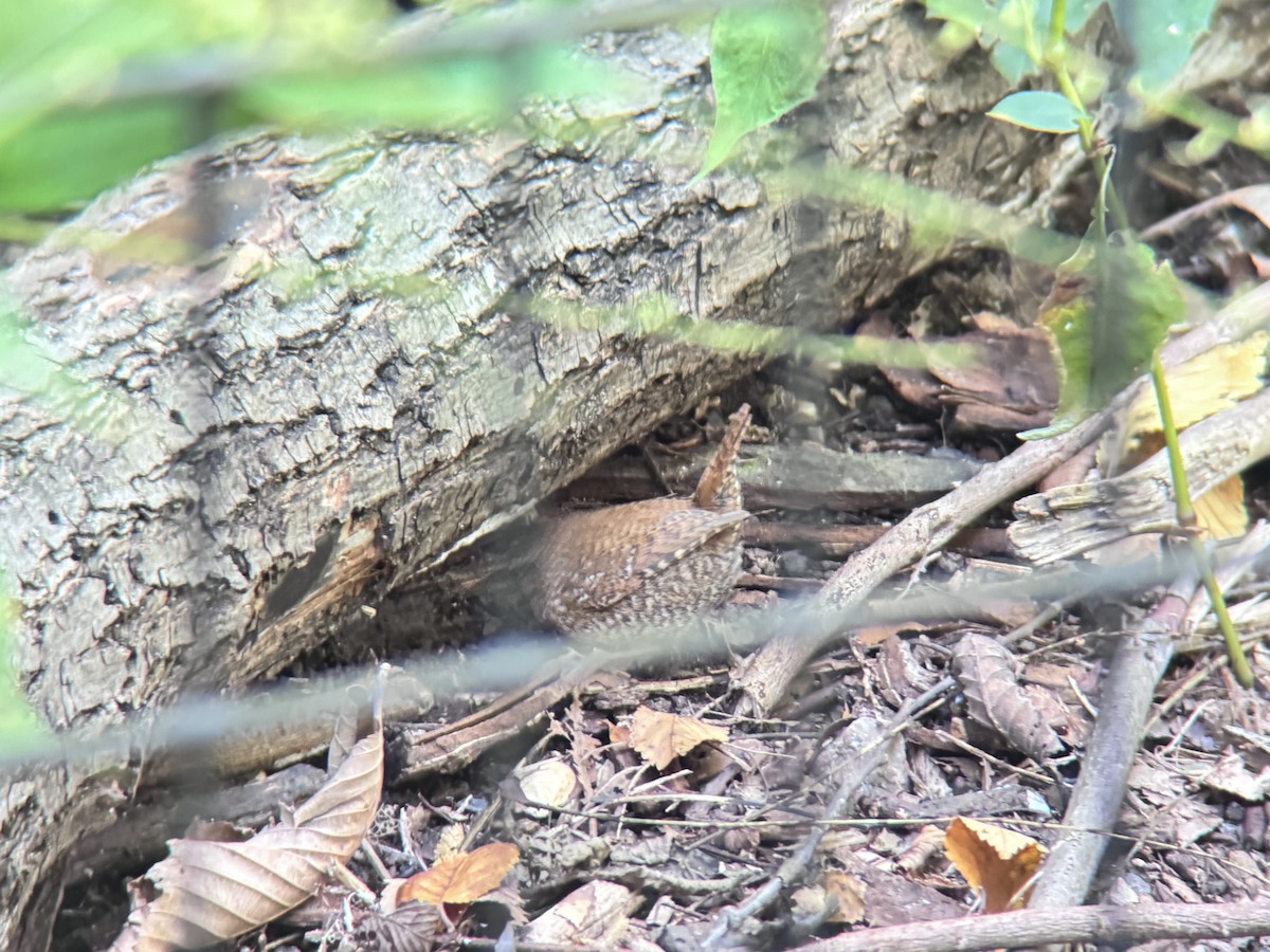 Winter Wren - ML642823475