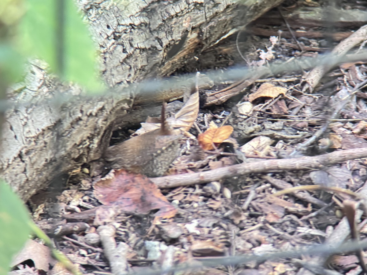 Winter Wren - ML642823476